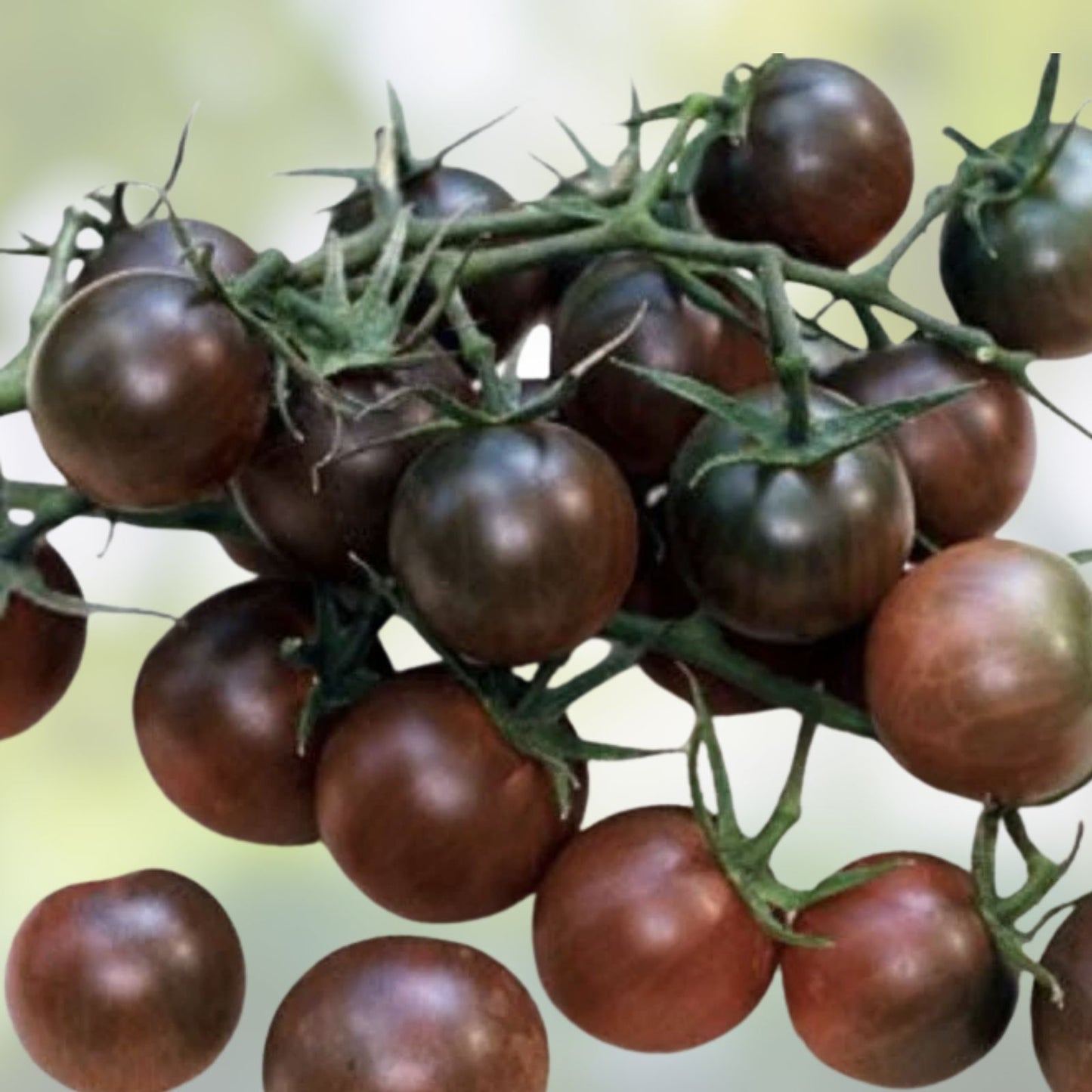 Black Pearl Cherry Tomato Seeds, Sweet & Delicious Variety, Organic Planting Seeds, Solanum lycopersicum