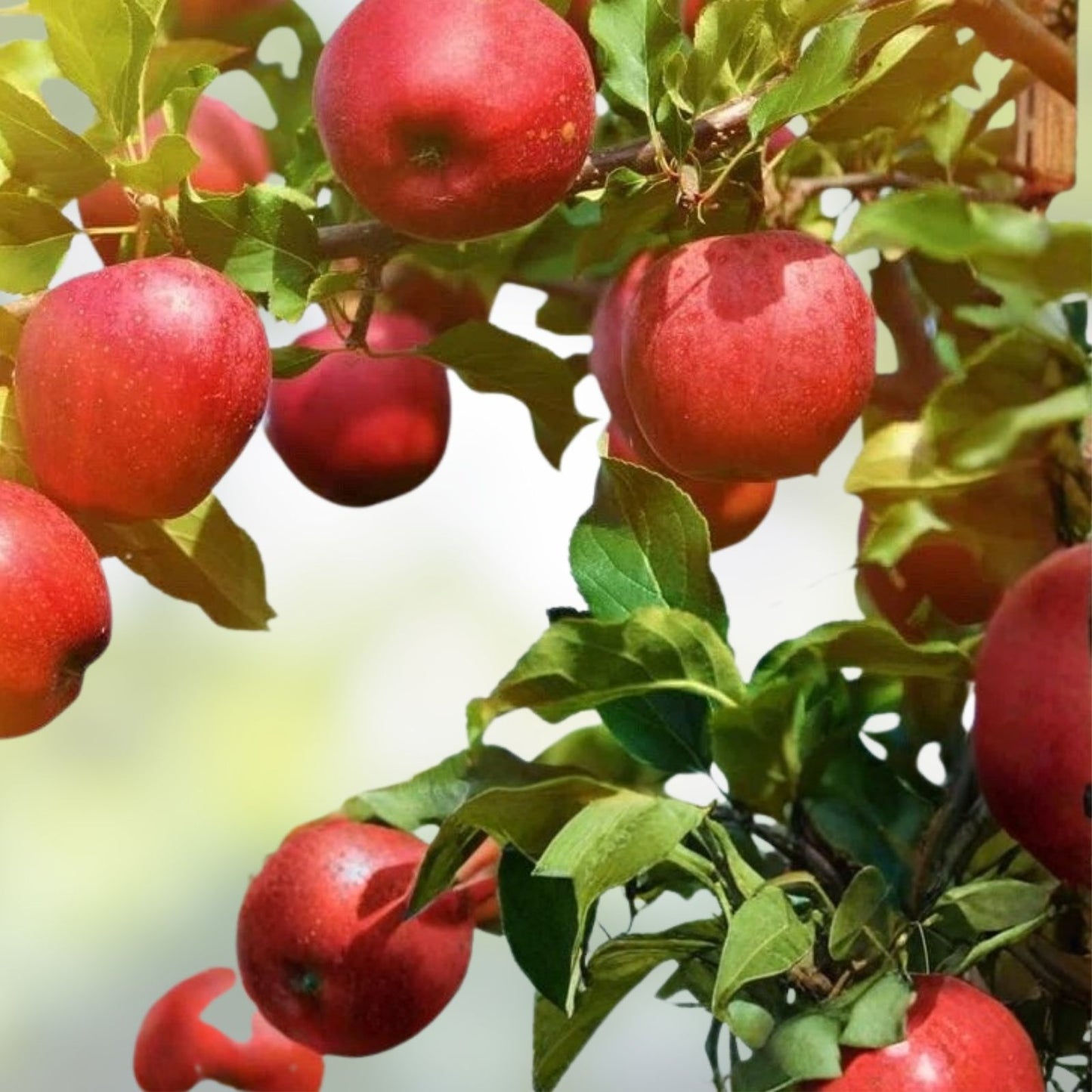 Apple Tree Seedlings 1-2 Feet Tall, Malus Pumila, Common Apple, Fruit Tree for Garden Planting in Non-California Regions