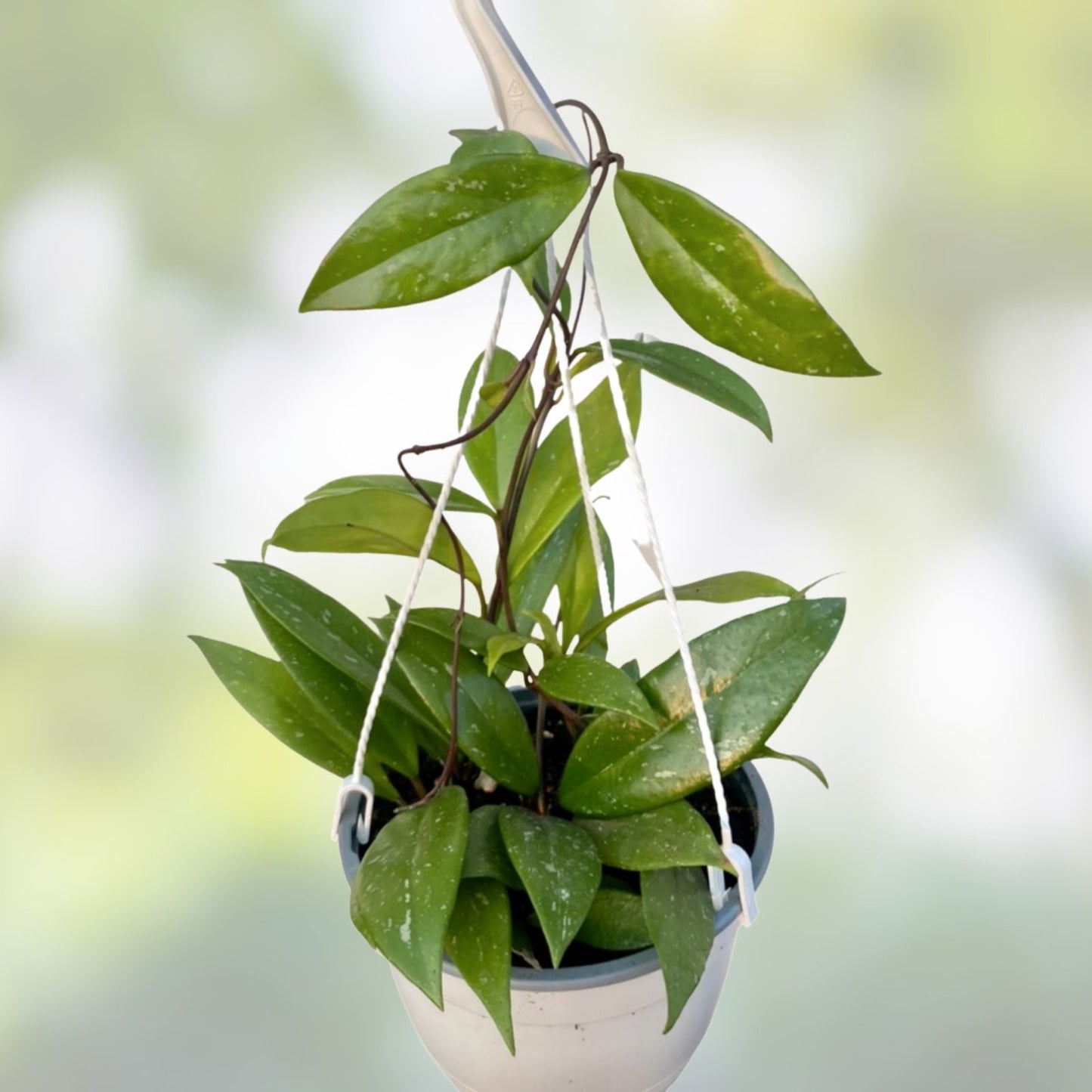 Hoya Publicalyx Plants - Established Hanging Basket with 3 Varieties - Indoor Decor, Well-Grown, Easy Care Houseplants