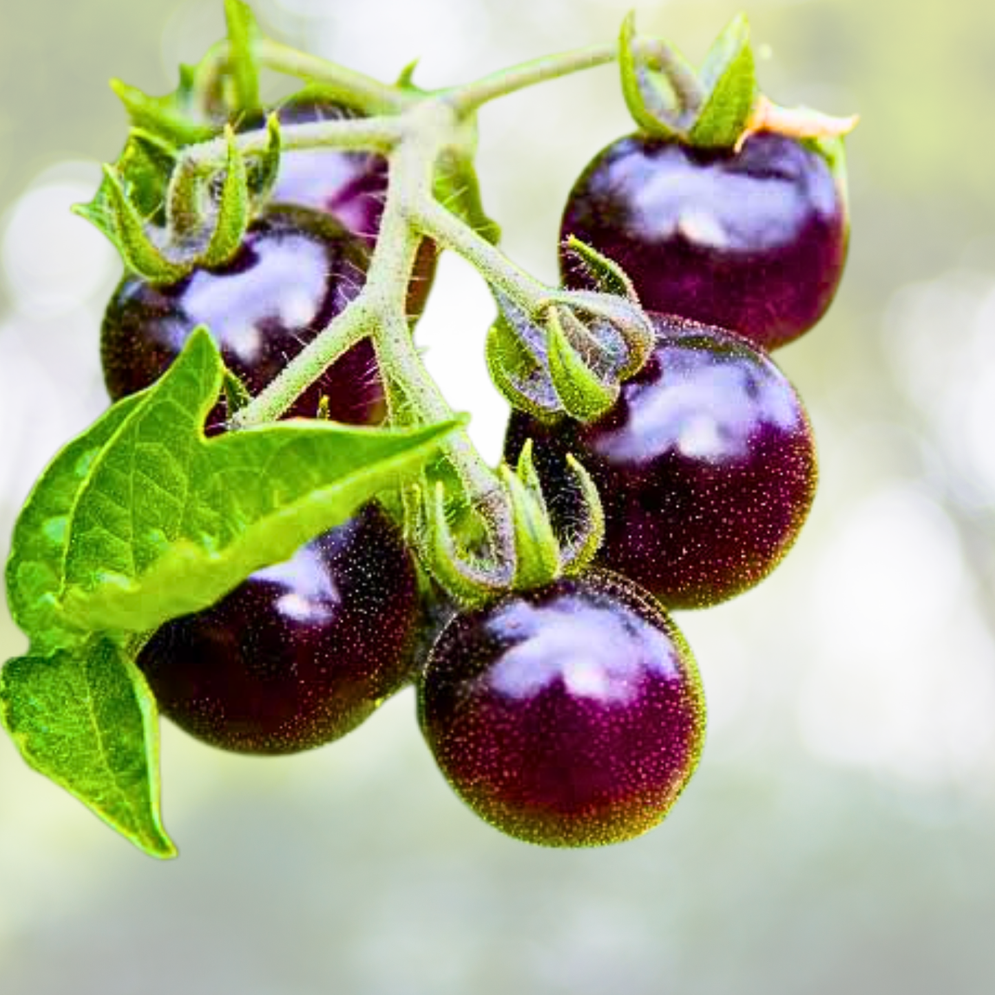 100pcs Black Cherry Tomato Seeds - Heirloom, Non-GMO, Rich Flavor - Solanum lycopersicum