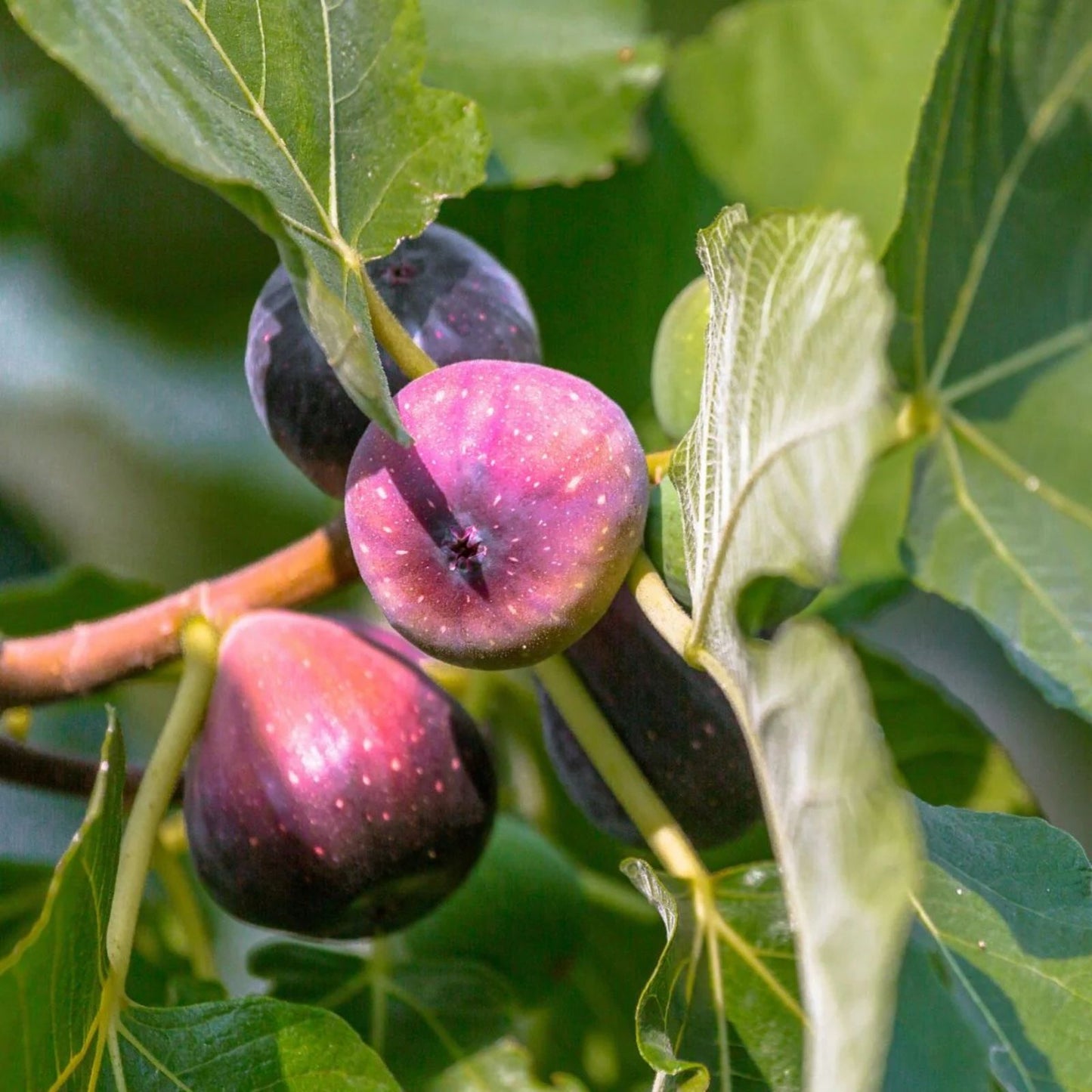 LSU Purple Fig Cuttings 6 Pack - Fresh Hardwood Propagation Cuttings Ficus carica Purple Varietal