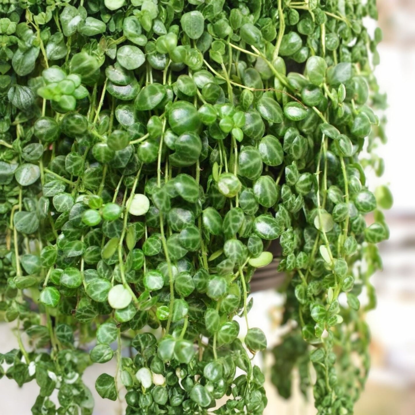 Peperomia Prostrata String of Turtles 4-inch Potted Houseplant Rare Succulent Plant