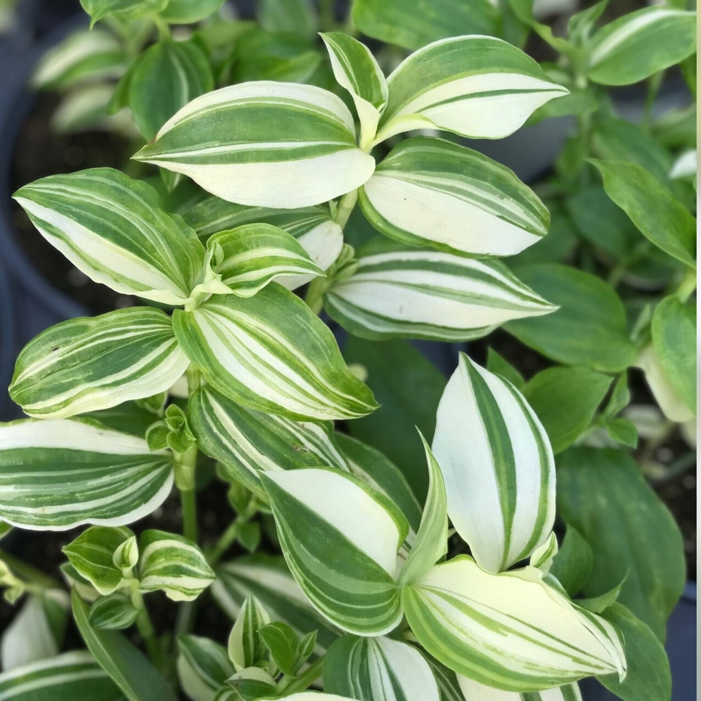 Tradescantia Fluminensis Cuttings - Green and White Variegated Wandering Jew Plant - 5 Cuttings or 4" Pot