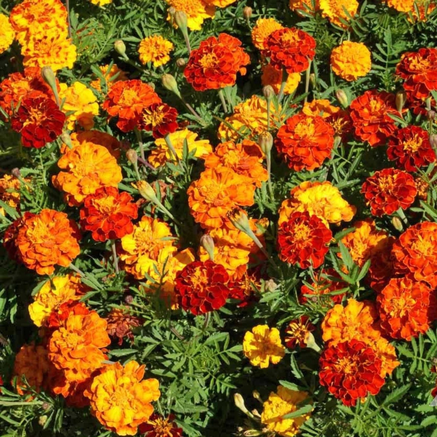Sparky Mix Marigold Seeds 200 Organic Garden Seeds Tagetes patula USA Grown for Flower Beds and Borders