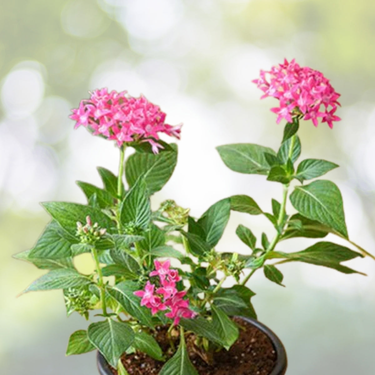 Callisia repens 'Pink Lady' - 6in Pot - Variegated Turtle Vine - Easy Care Indoor Plant for Hanging Baskets