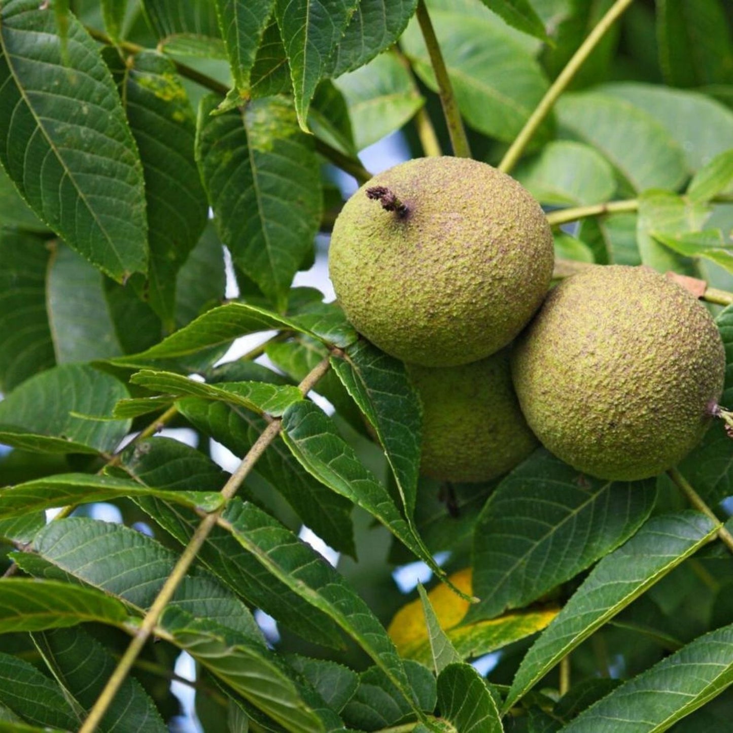 Black Walnut Tree Cuttings - 20 Unrooted Juglans Nigra Propagation Material for Grafting and Planting