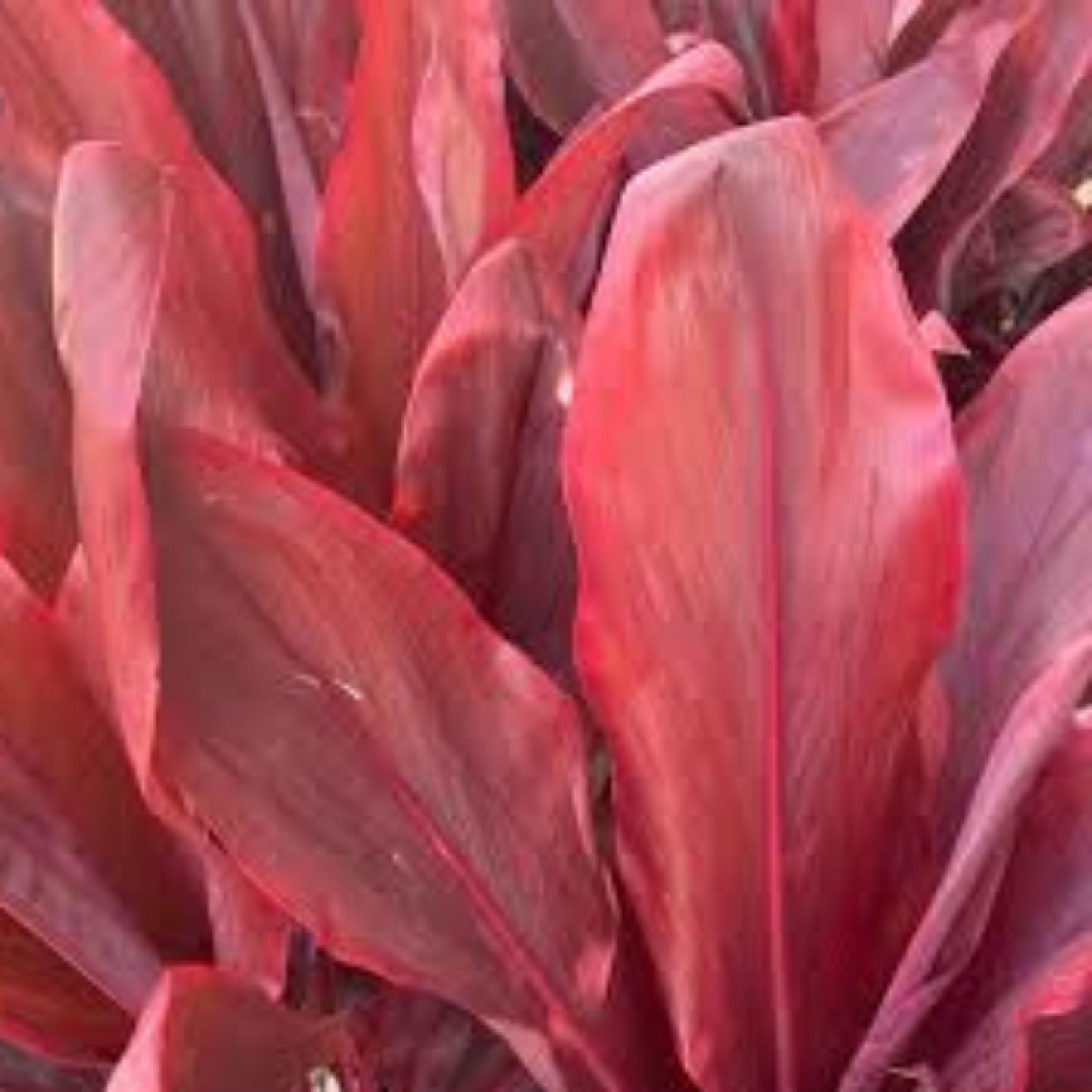 Hawaiian Ti Leaf Cuttings 6-Inch Mixed Green Pink Red Starter Logs - Cordyline fruticosa x10 Plant Clippings