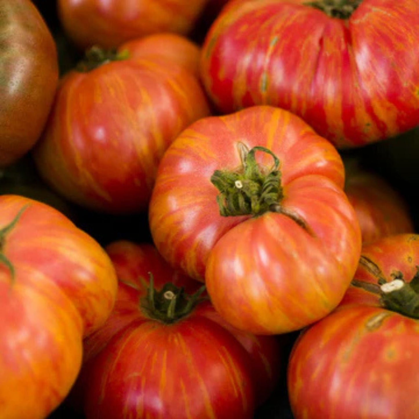 Big Striped Rainbow Tomato Seeds – 100+ Exotic Tasty Tomato Seeds – Solanum lycopersicum
