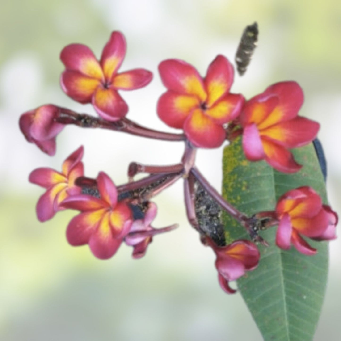 Jamaican Fire Plumeria Cutting - 3 Tip Fragrant Flowering Plant - Plumeria rubra - Tropical Garden Plant
