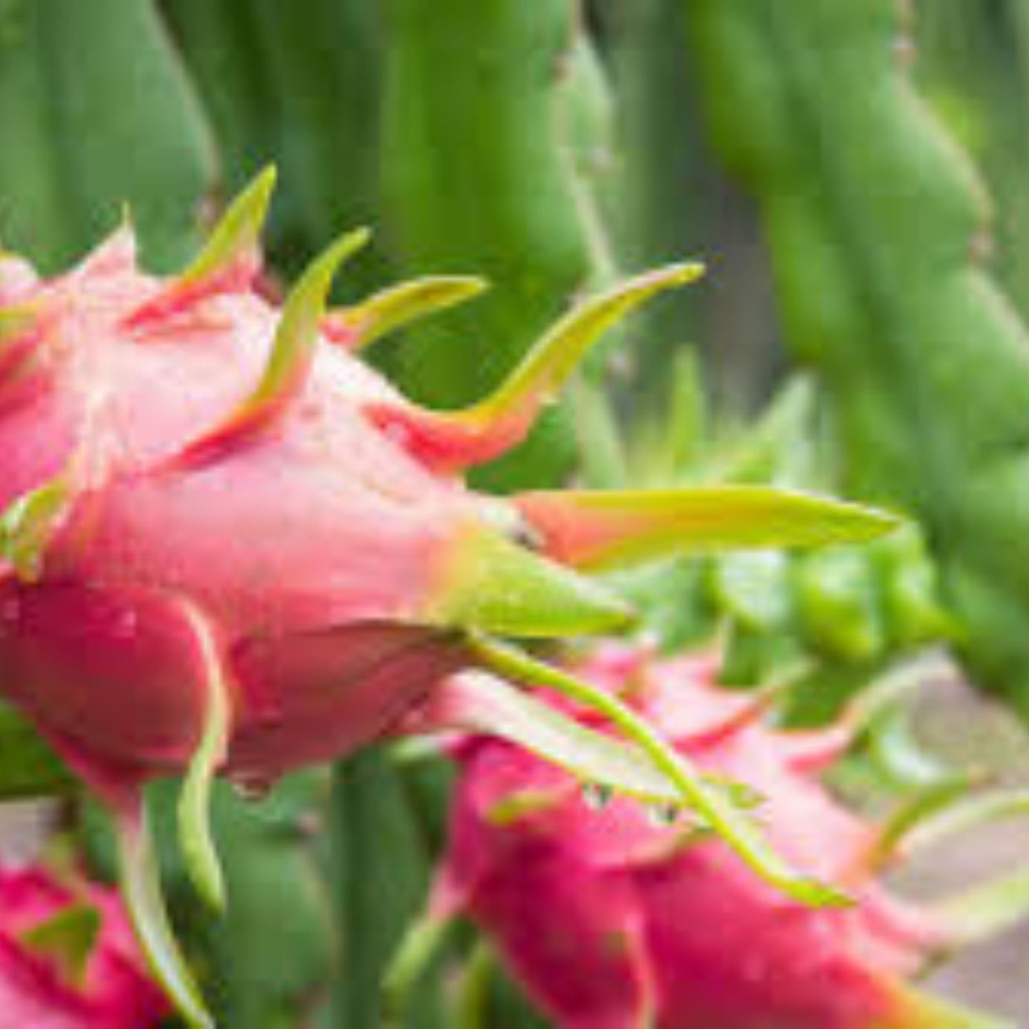 Dragon Fruit Cutting - 10 Live Pitaya Grafting Cuttings - 3-5 Inches - Hylocereus spp. - Rare Fruit Plant