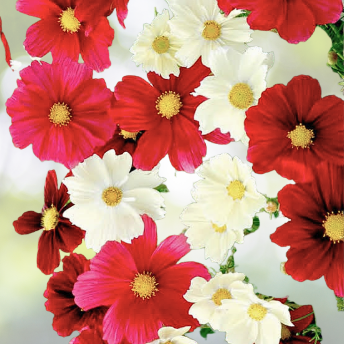 Cosmos Seeds - 100 Non-GMO Rubies Sunshine Red Flowers - Attract Butterflies & Pollinators - Cosmos bipinnatus