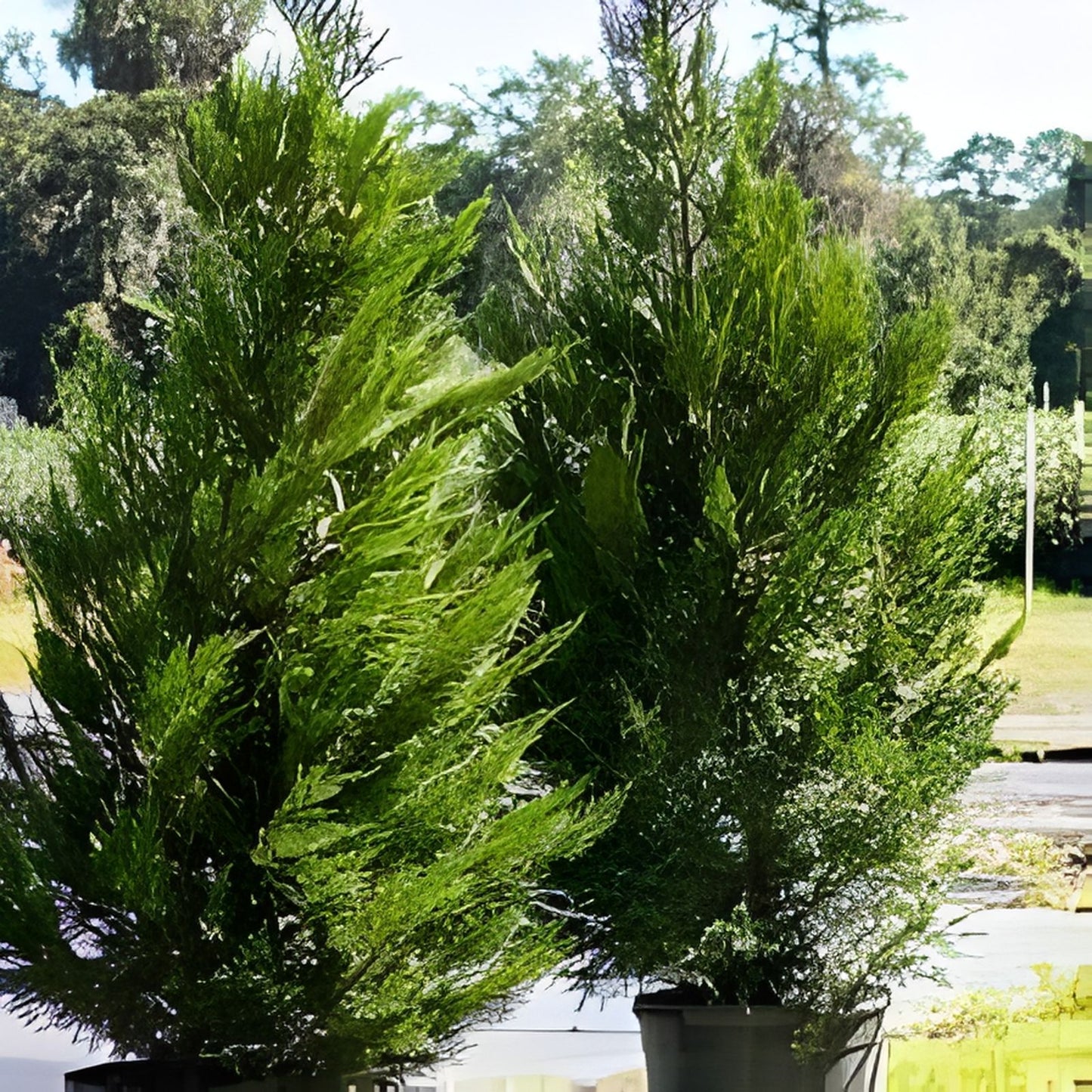 Leyland Cypress Trees 12-18" Box of 25 - Fast-Growing Evergreen Trees Cupressocyparis leylandii for Privacy & Landscaping