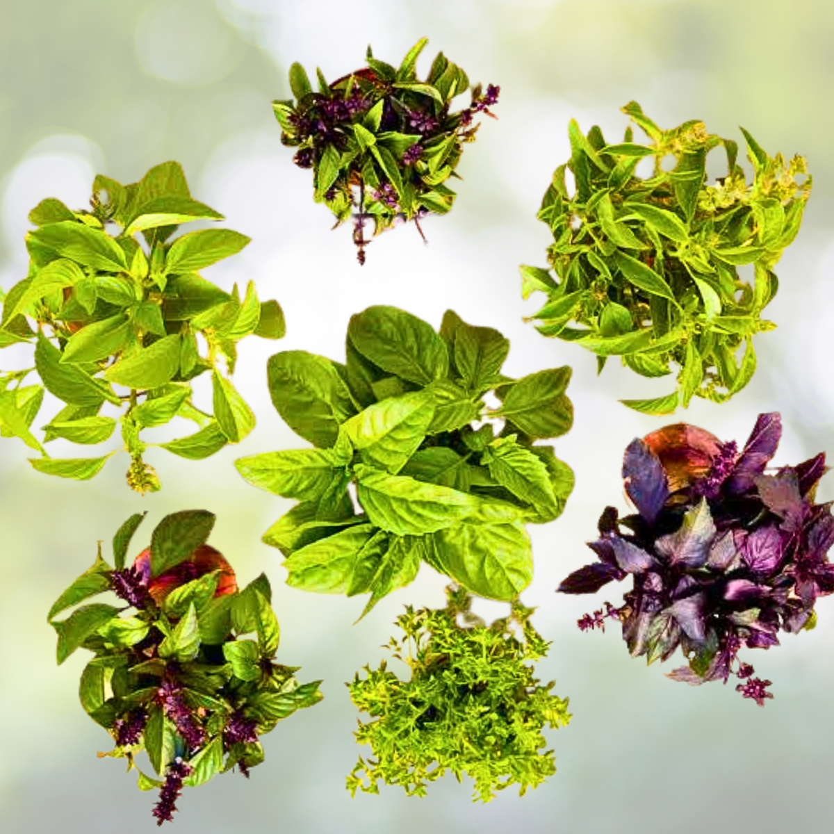 Basil Seeds 200+ Count Culinary Mix - Cheryl's Chefs Blend Ocimum basilicum 6 Types for Cooking and Gardening