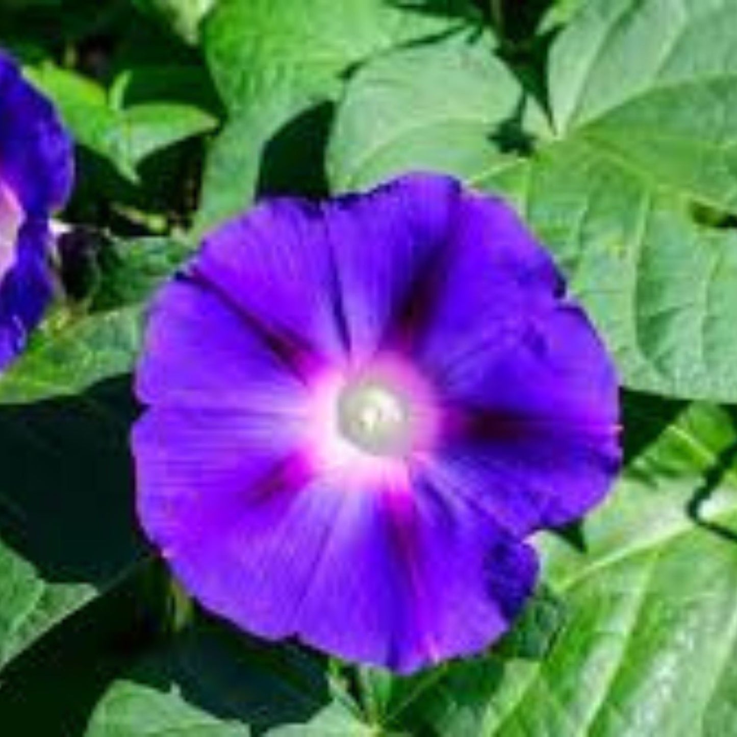 Blue Morning Glory Climbing Vine Seeds - 100 Pack - Ipomoea purpurea - Fast-Growing Colorful Garden Vines