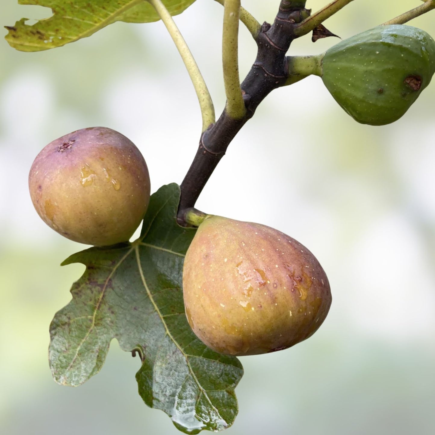 Olympian Fig Tree Cuttings 4-6 Inches, Cold Hardy Ficus carica 3 Pack, Fruit Tree Propagation, Indoor & Outdoor Gardening