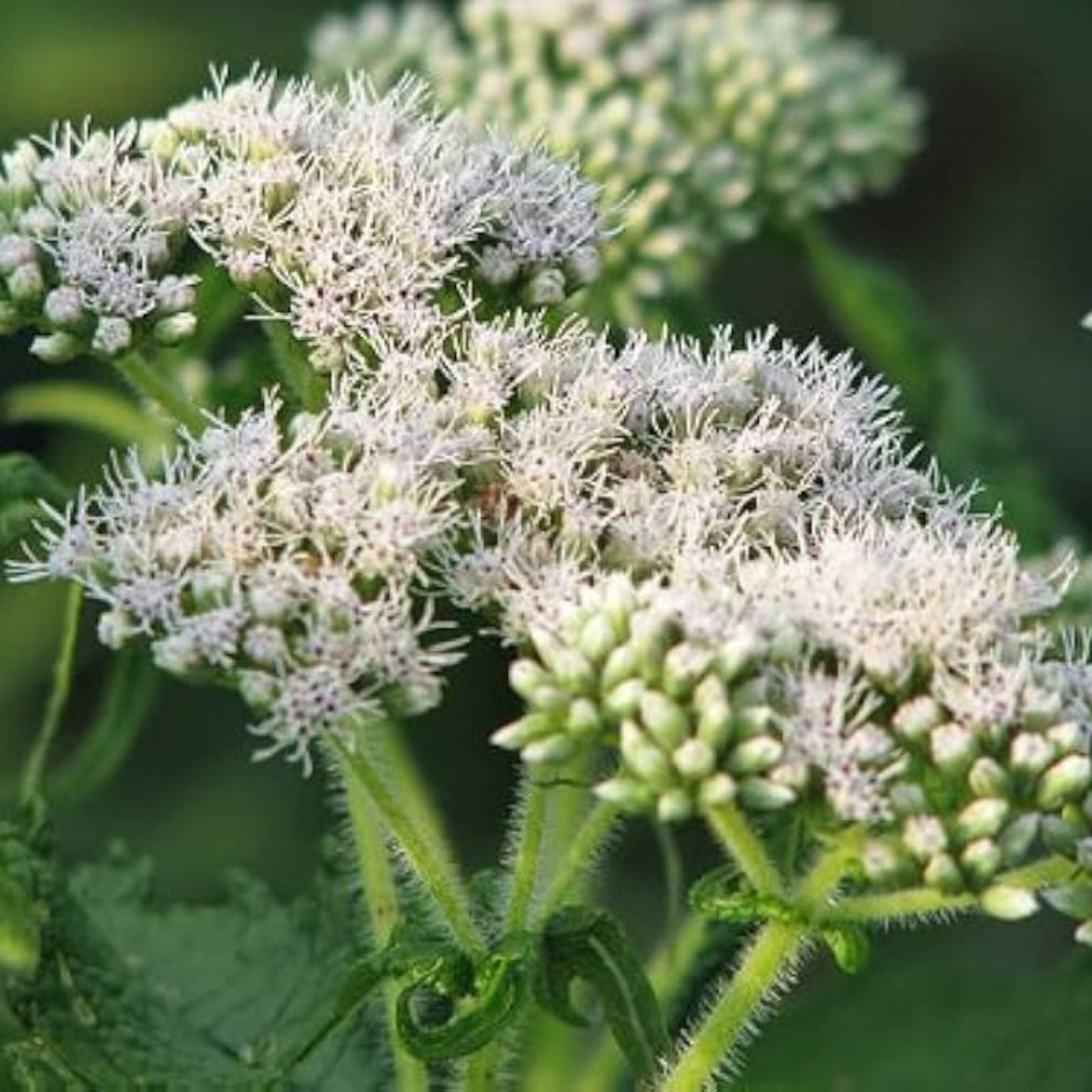 Thoroughwort Herb Seeds 1,000 Count – Eupatorium perfoliatum Native Wildflower Seeds for Planting