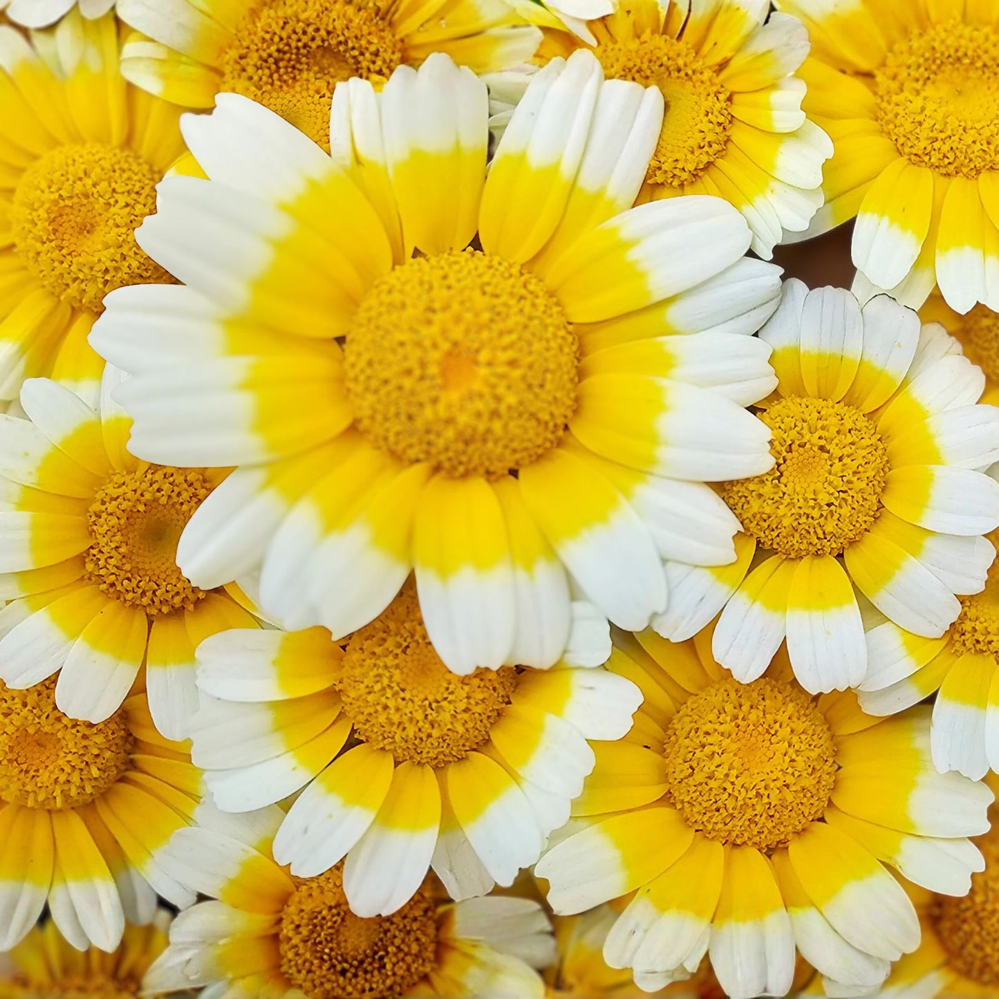 Garland Chrysanthemum Seeds - 50+ Count - Golden Yellow Blooms - Chrysanthemum coronarium - Ornamental Flower Seeds