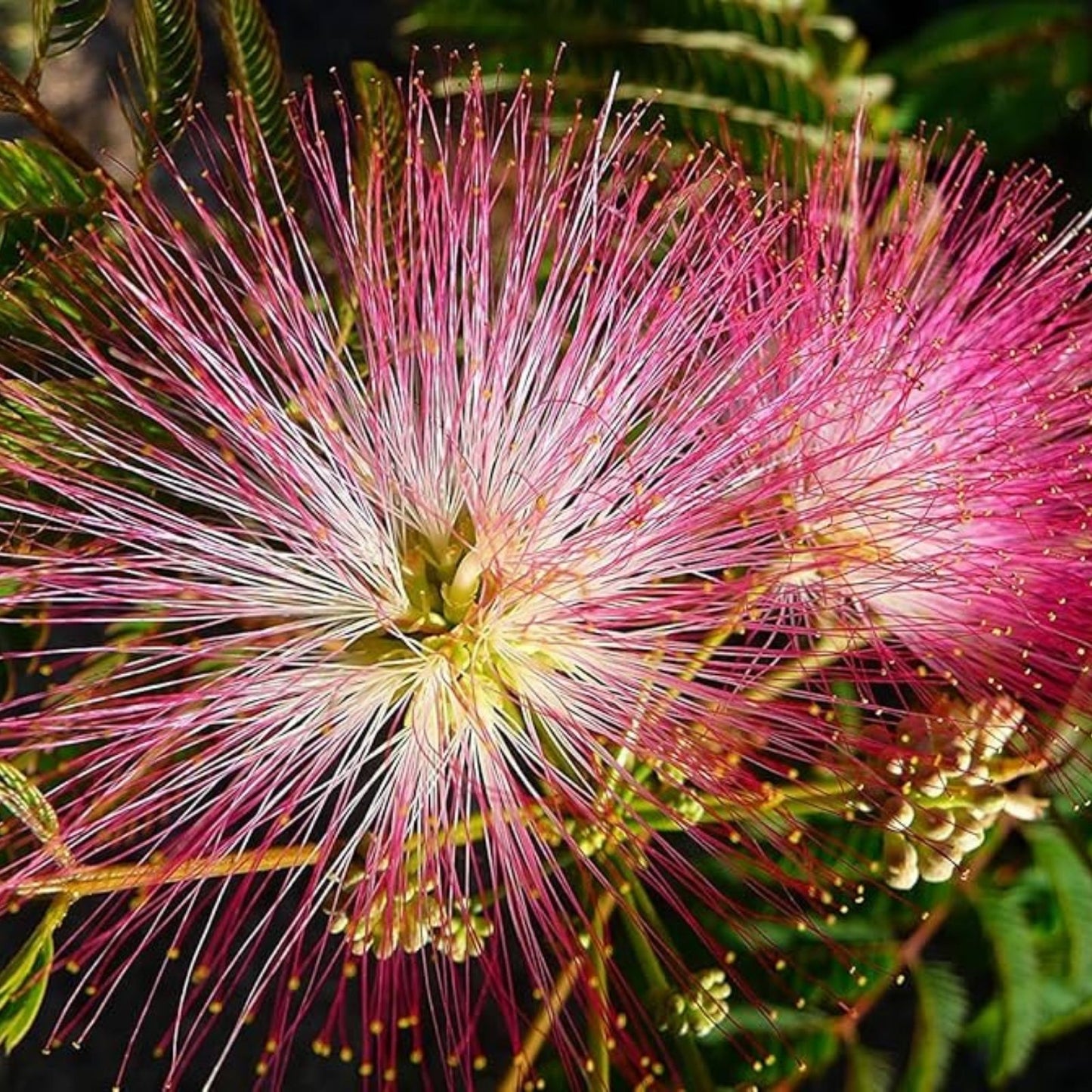 Mimosa Flower Seeds 20 Pack - Pollinator Friendly Albizia julibrissin - Made in USA, Ships from Iowa