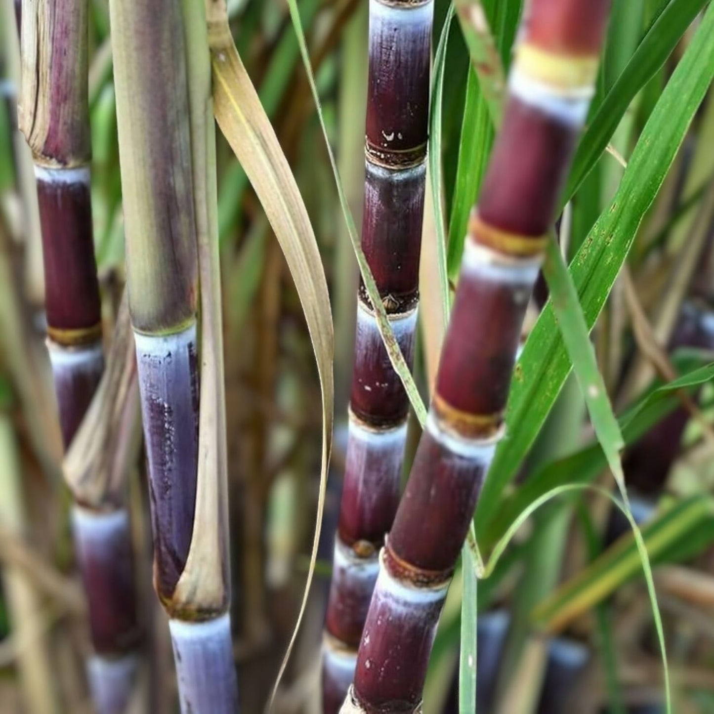 Sugar Cane Cuttings - 3 Large Organically Grown Saccharum officinarum - SW Florida