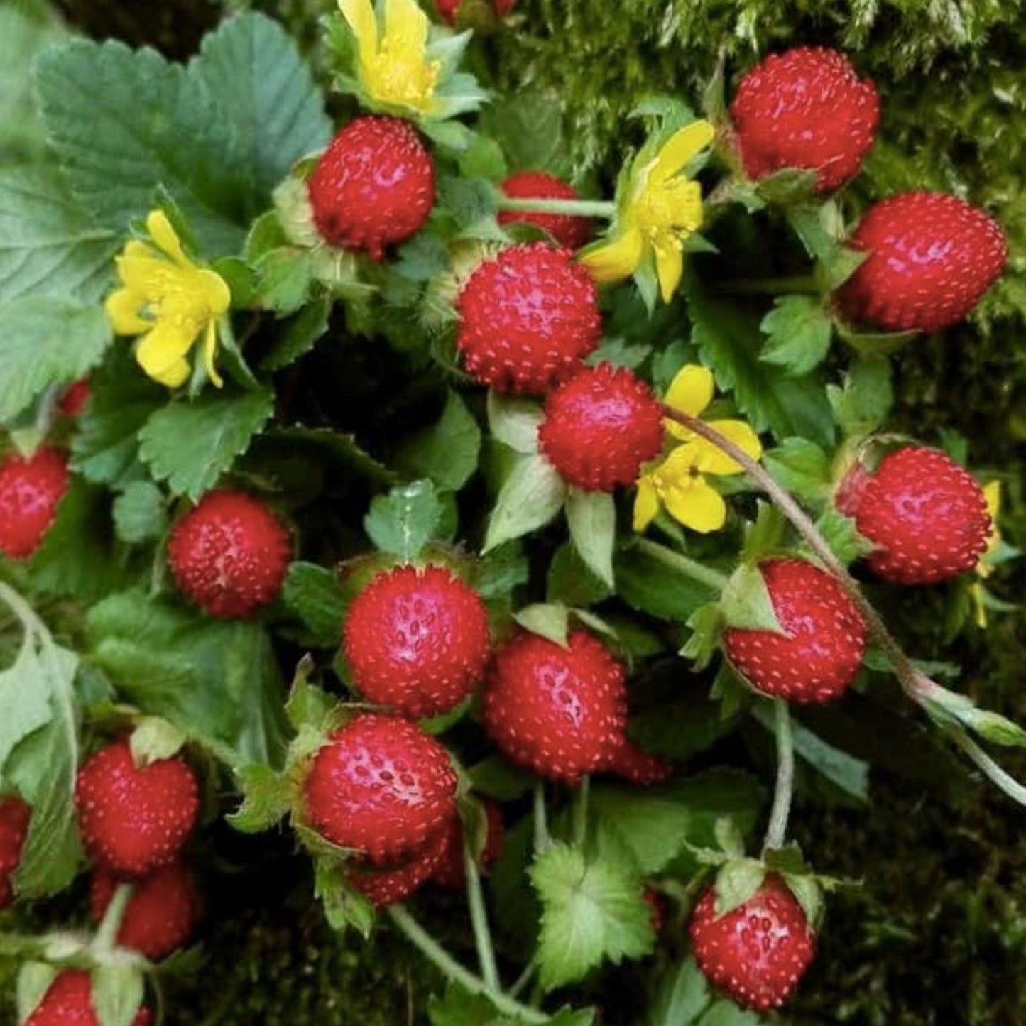 Indian Strawberry Vine Seeds 100 Pack - Duchesnea indica Edible Ground Cover Hardy Perennial for Fruit Production