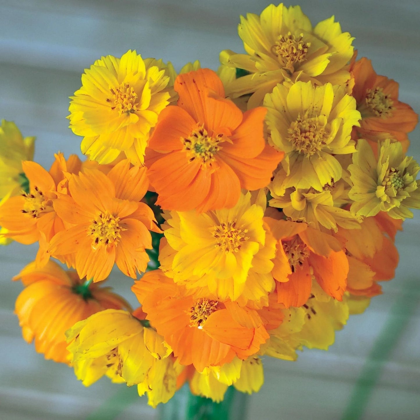 Cosmos Flower Seeds Bright Lights Mix 1,000 Non-GMO Cosmos bipinnatus Garden Seeds from Io