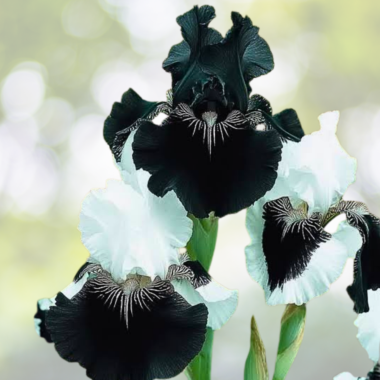 Black & White Iris Seeds - 35 Rare Bicolor Perennial Flower Seeds for Zones 4-9 - Iris germanica