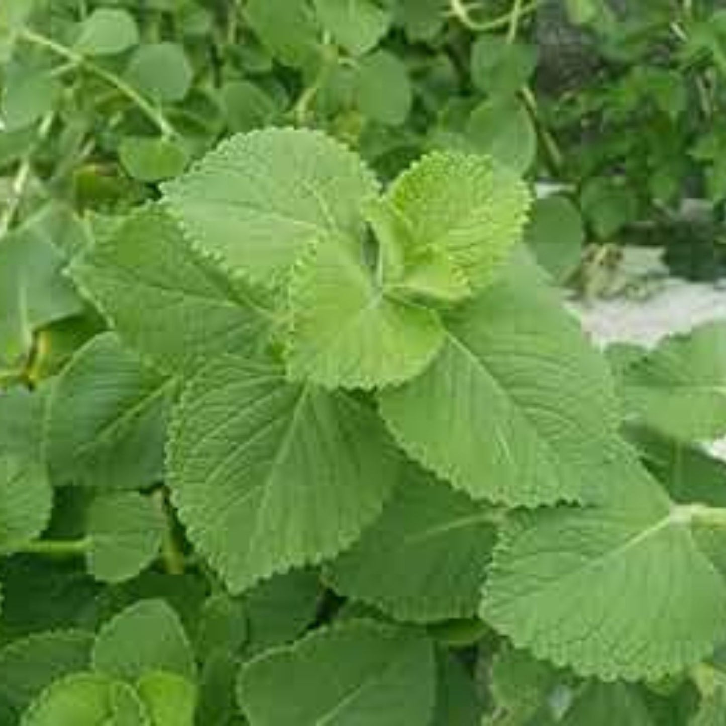 Cuban Oregano Cuttings - 8 Unrooted Stems - Mexican Mint - Coleus amboinicus - Herb Plant for Cooking and Aromatherapy