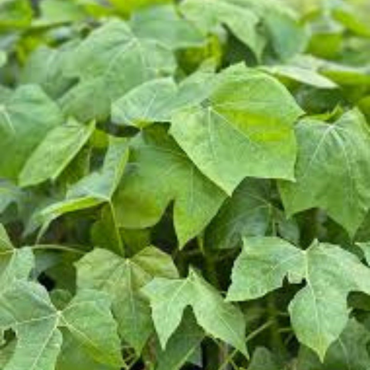 Tree Spinach Cuttings - Edible Chaya Mayan Spinach - High Nutritional Value - Cnidoscolus aconitifolius