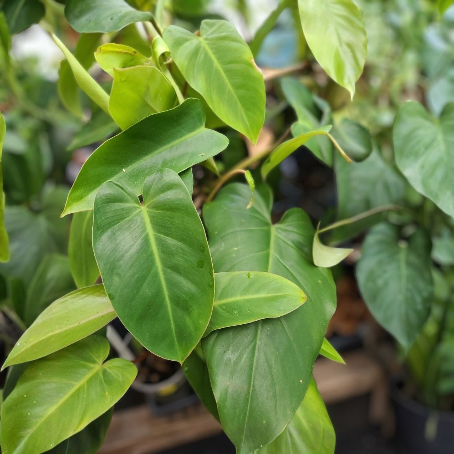 Philodendron Cutting 7-10 Inches Green Emerald Philodendron Propagation Plant - Fresh Green Houseplant