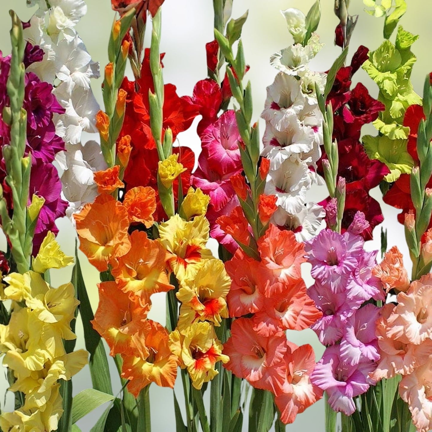 Gladiolus Bulbs 10-Pack Romance Mix Pink Purple White Deer-Resistant Cut Flowers Gladiolus spp.