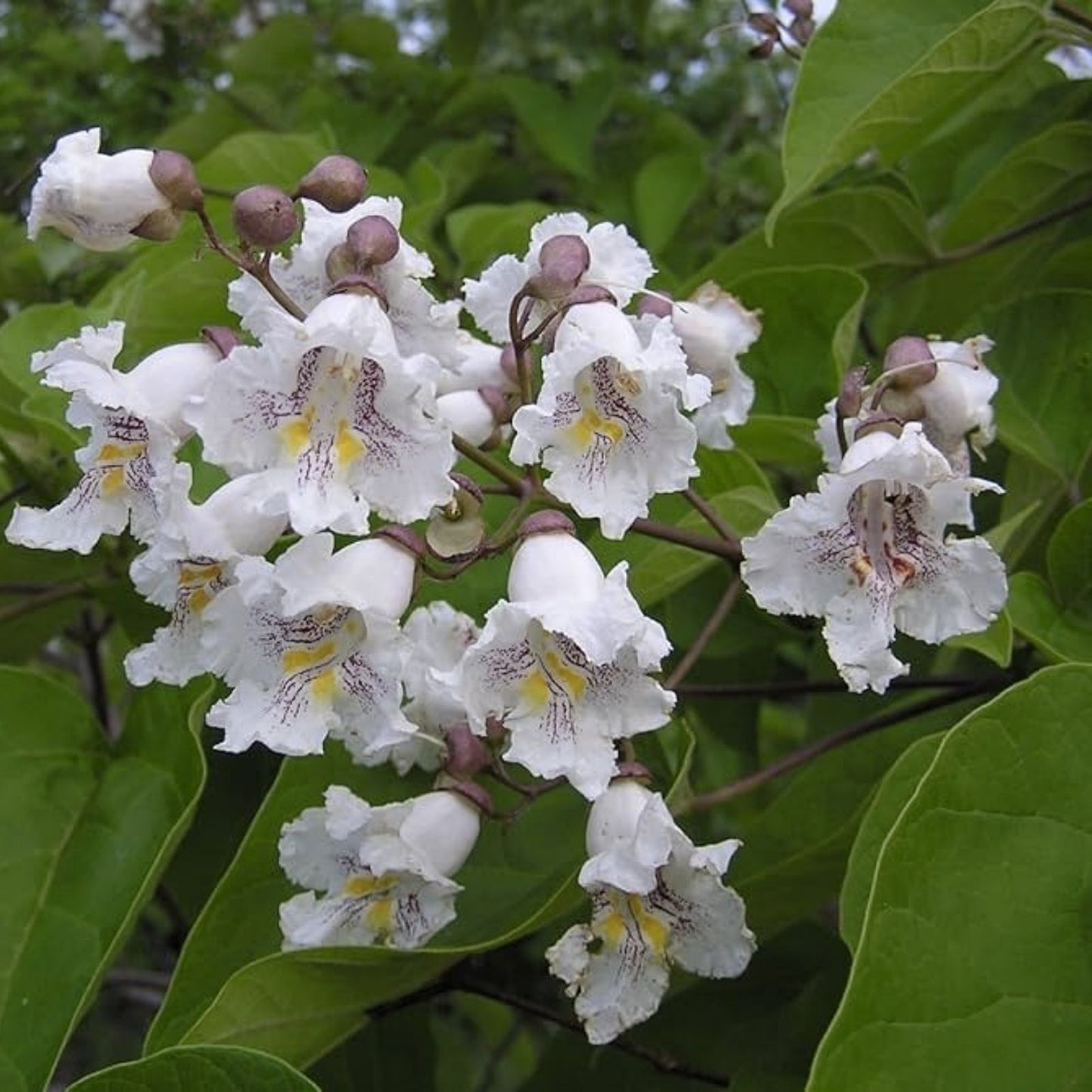 Catalpa Tree Seeds 50 Count - Large Leaves, Stunning Flowers - Catalpa bignonioides - Ornamental Tree Seeds