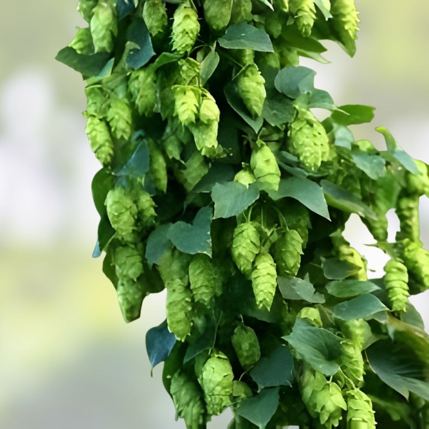 Hops Vine Cuttings 5 Pack, Japanese Hops, Humulus lupulus, Perennial Plant for Home Brewing and Gardening