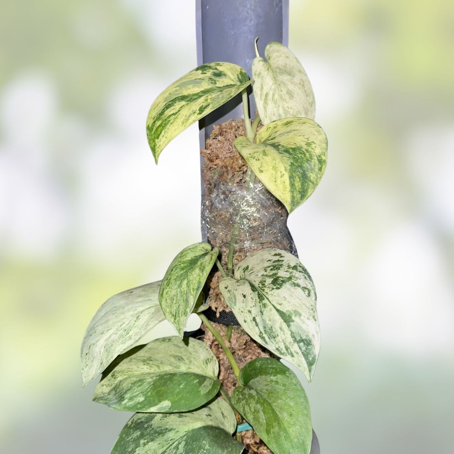 Rooted Cutting Scindapsus Jade Satin Marble Live Plant Epipremnum aureum from US Seller