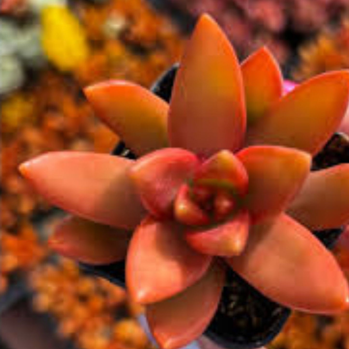 Rare Succulent Cutting 2-Inch Orange Delight Sedum Nussbaumerianum Live Plant, Succulent Propagation, Drought Tolerant, Indoor Outdoor