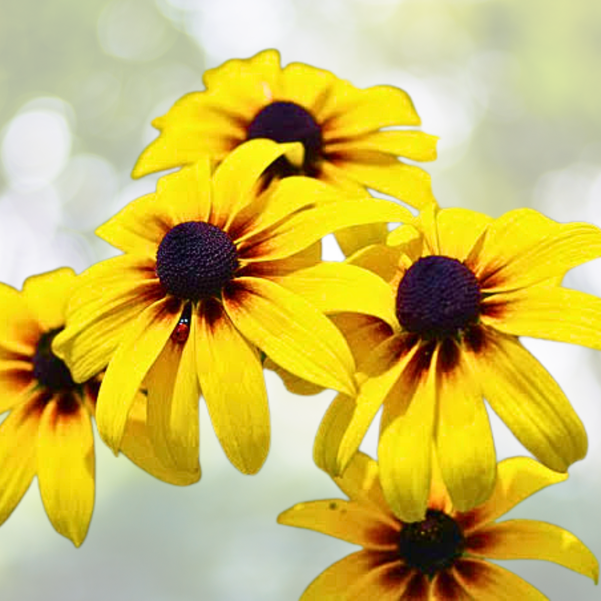 Black Eyed Susan Seeds - 500 Count - Bright Yellow Daisy-Like Blooms - Rudbeckia hirta - Garden Zones 3–9