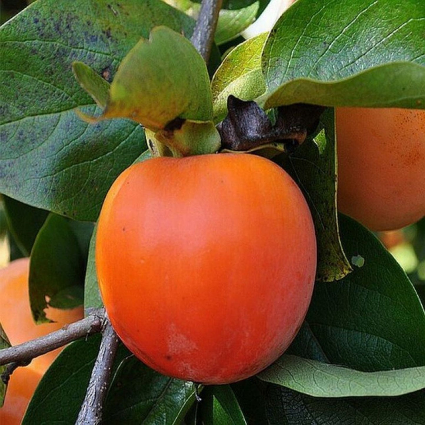 Japanese Fuyu Persimmon Tree Scions, 6-8in, Rooting and Grafting Cuttings, Diospyros kaki, Fruit Tree Propagation