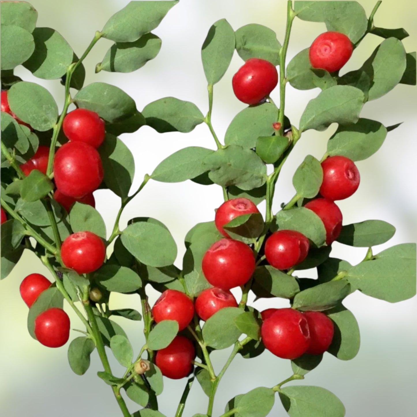30 Red Huckleberry Seeds – Organic Non-GMO Vaccinium parvifolium Edible Berry Plant Seeds for Gardening