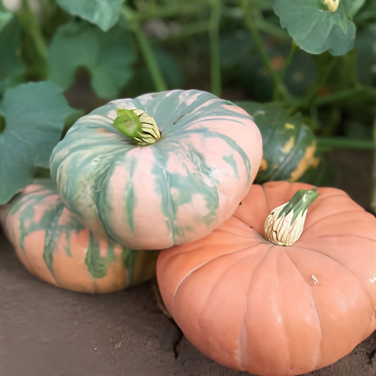 Speckled Hound Squash Seeds – 10 Pack – Black Table Squash – Cucurbita pepo – Heirloom Vegetable Seeds for Planting