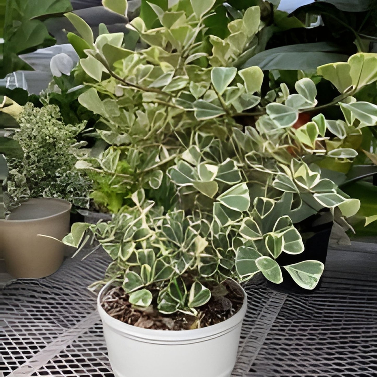 Ficus Triangularis Variegata 6" Pot - Variegated Rubber Tree Plant - Ficus triangularis Variegata