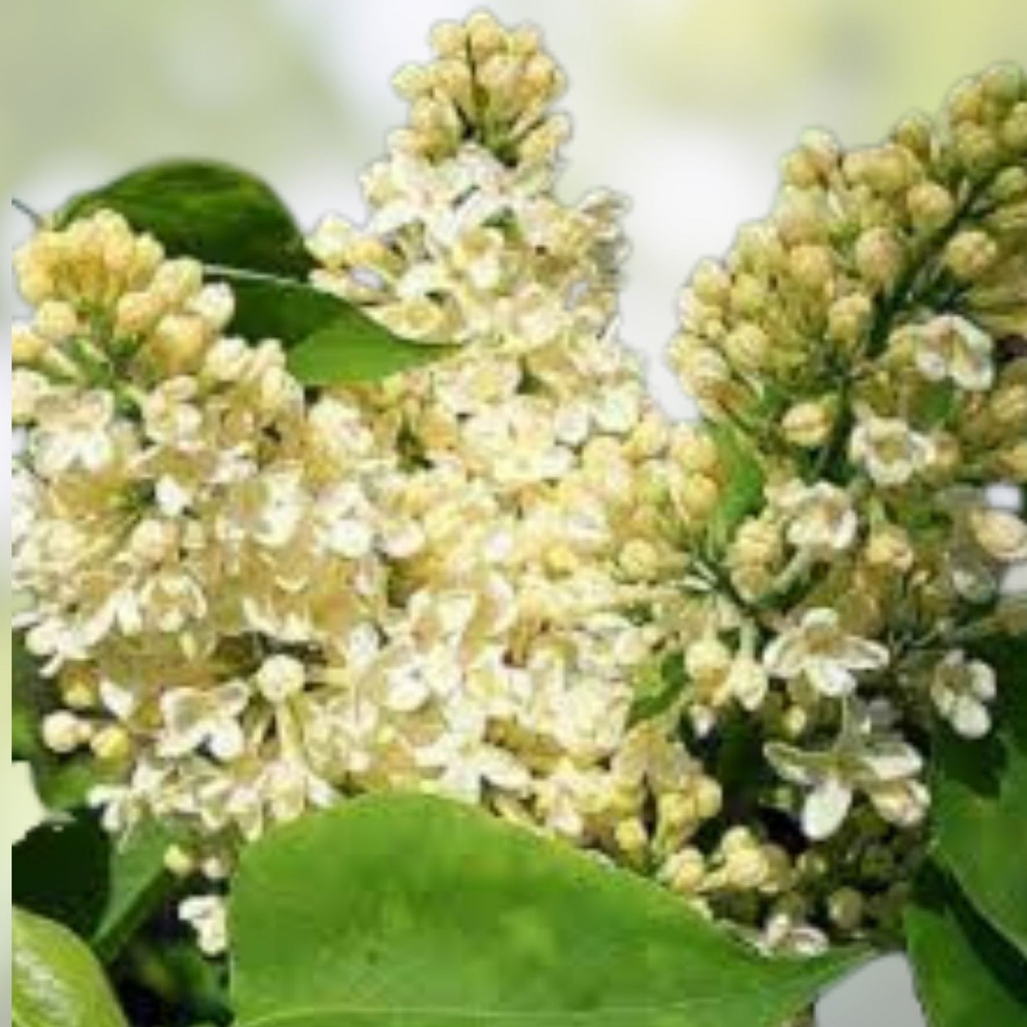 Primrose Lilac Starter Plant 4-8” Well Rooted Syringa Vulgaris Fragrant Flowering Shrub