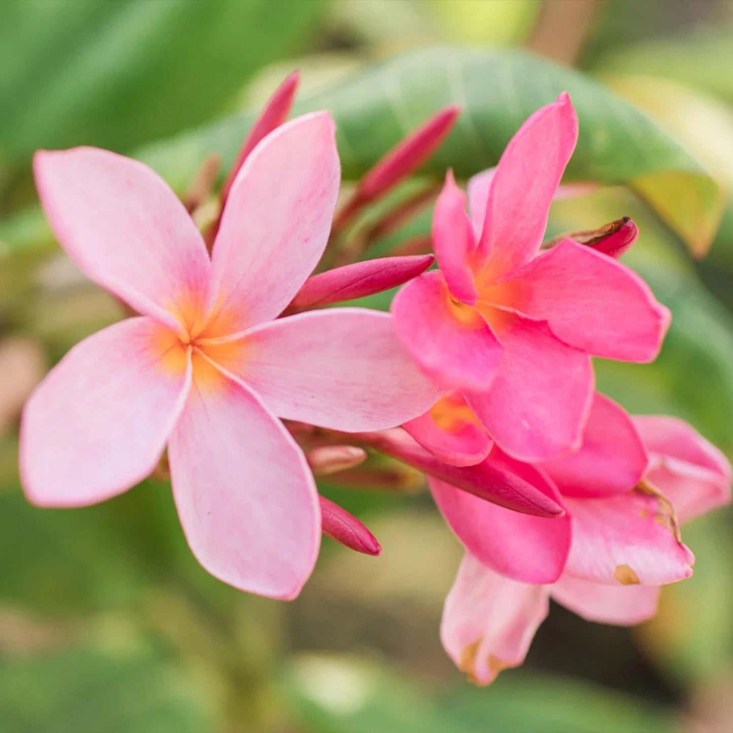 Plumeria Miami Rose Plant - Large Pink Fragrant Flowers - 6"-10" - Frangipani (Plumeria spp,)