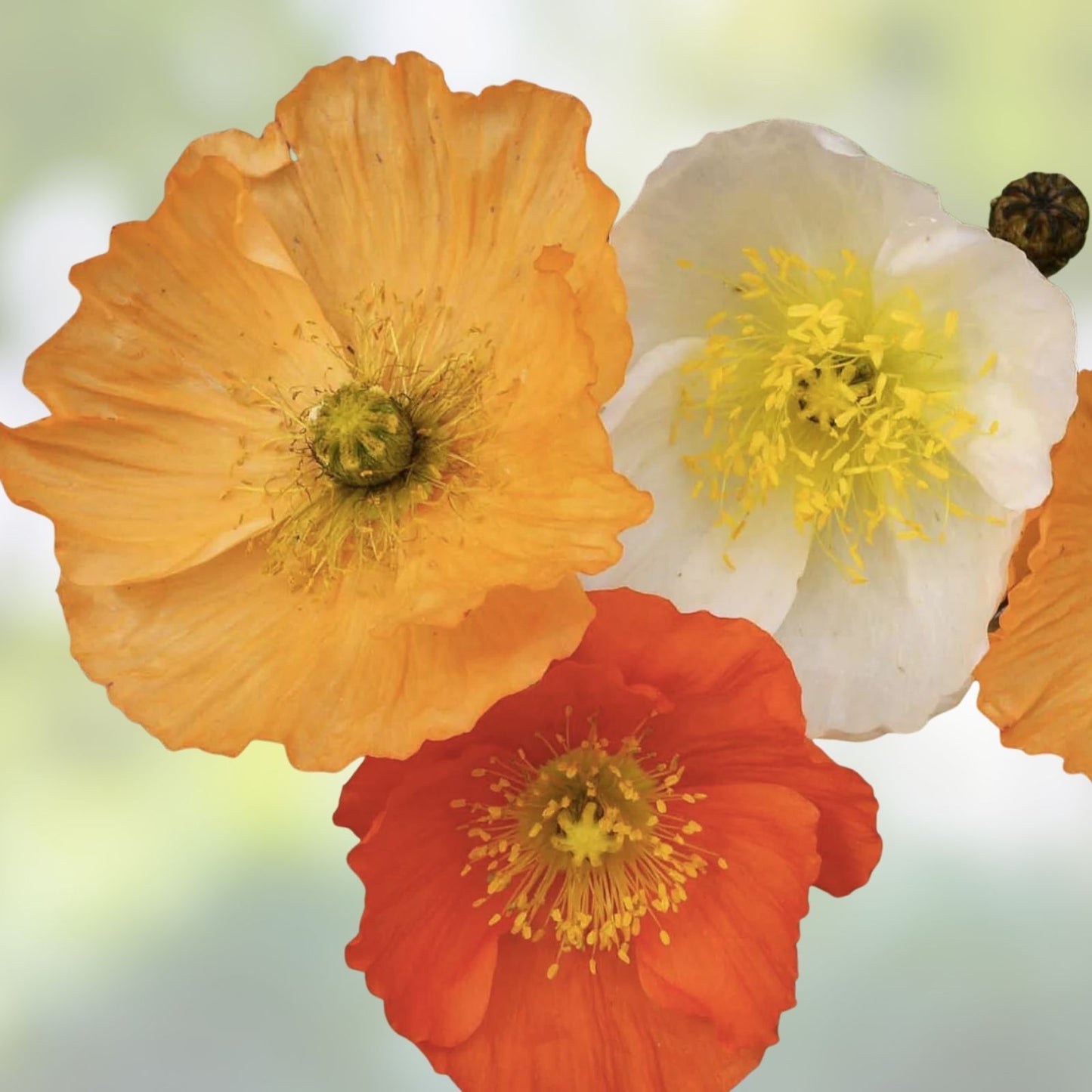 Iceland Poppy Seeds for Planting - Heirloom Papaver nudicaule - 100 Seeds - Bright Orange Flower Seeds for Garden