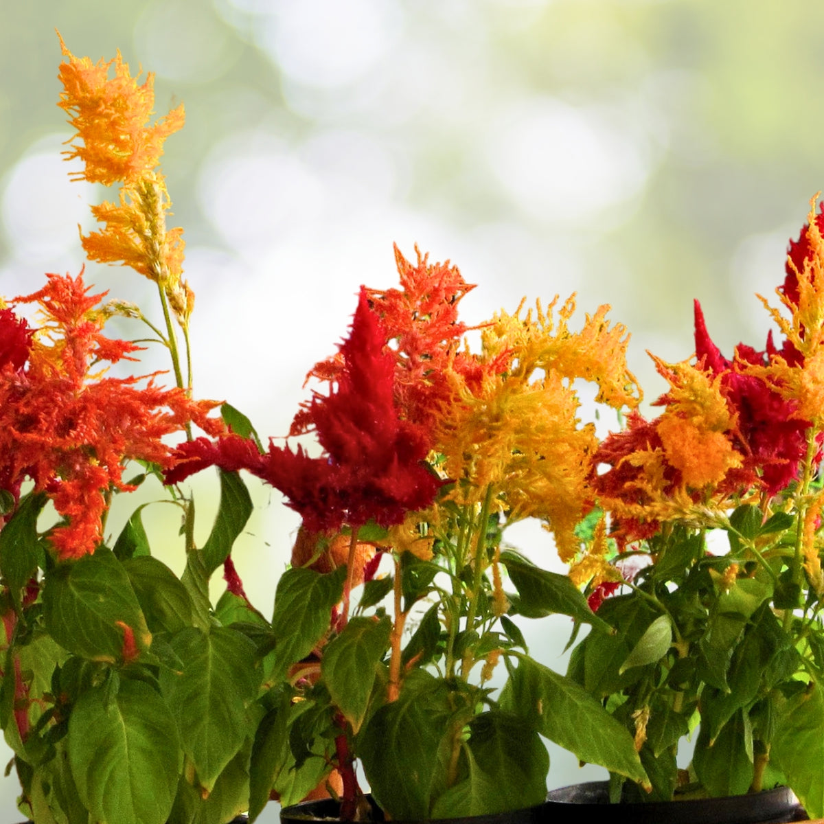 Celosia Plant - Assorted Colors - Drought Tolerant Variety - Celosia cristata - Vibrant Flame-Like Flowers