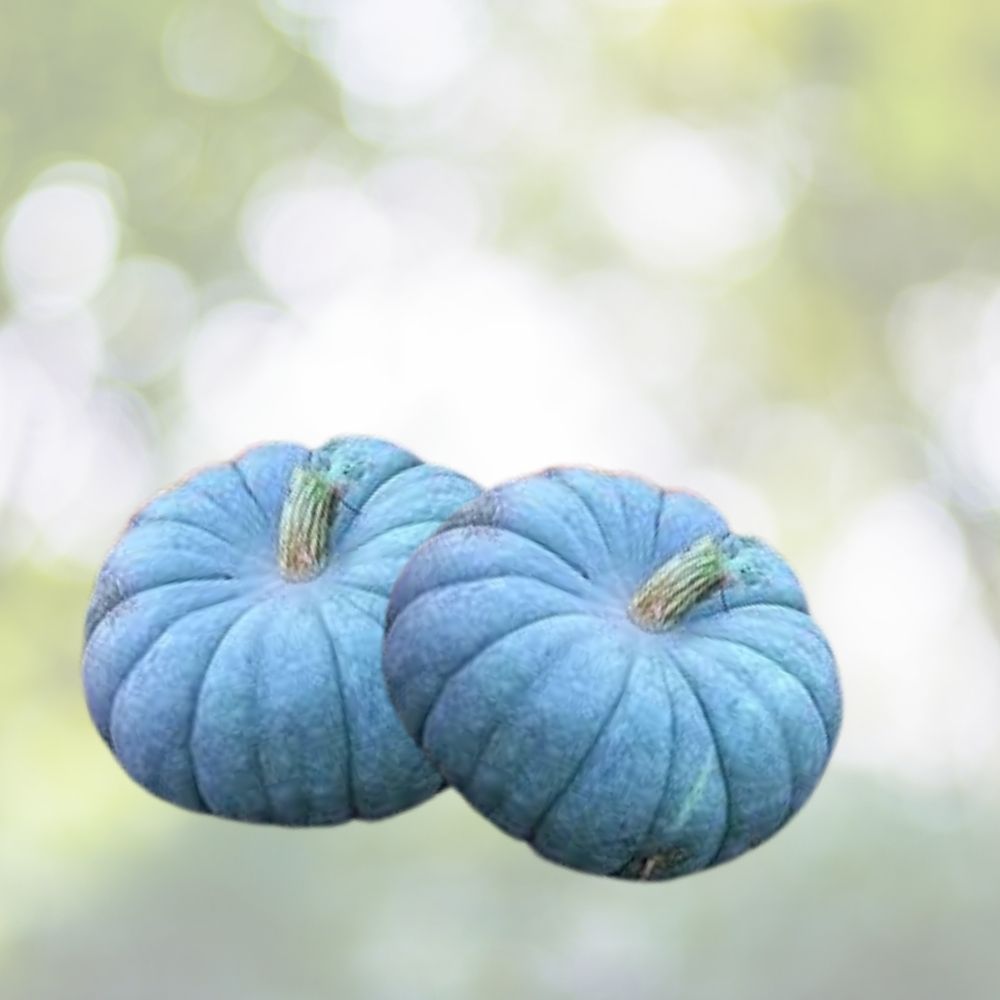 Giant Pumpkin Seeds 10-Pack Seafoam Blue Organic Non-GMO USA Grown Cucurbita maxima