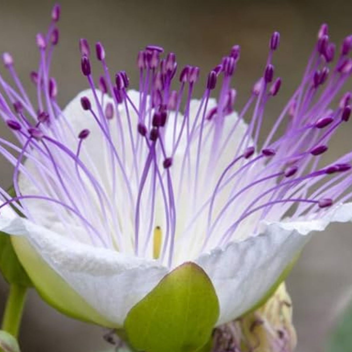 Caper Bush Seeds 20 Count - Culinary & Medicinal Herb - Perennial Capparis Spinosa Plant Seeds