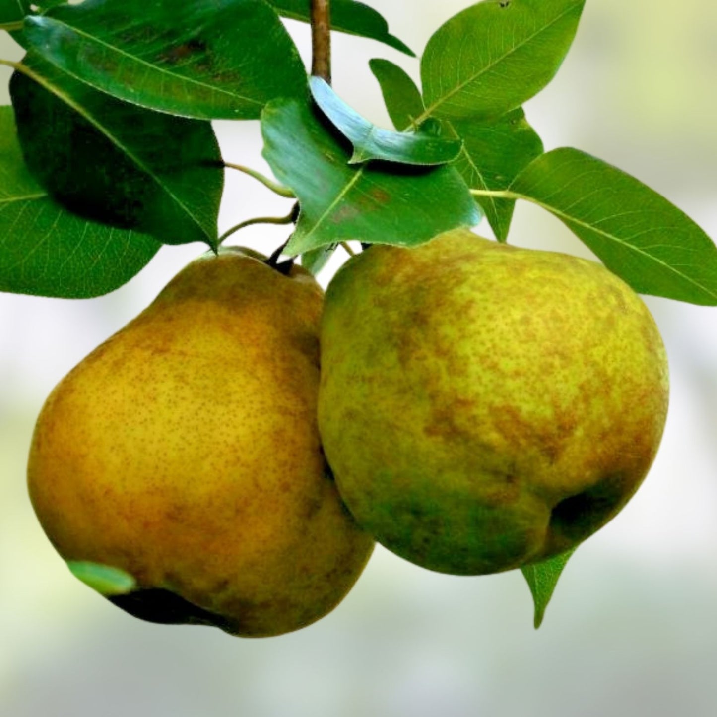Warren Pear Tree Cuttings 6+3 Scions for Grafting, Fruit Tree Propagation, Delicious Pear Variety, Pyrus communis