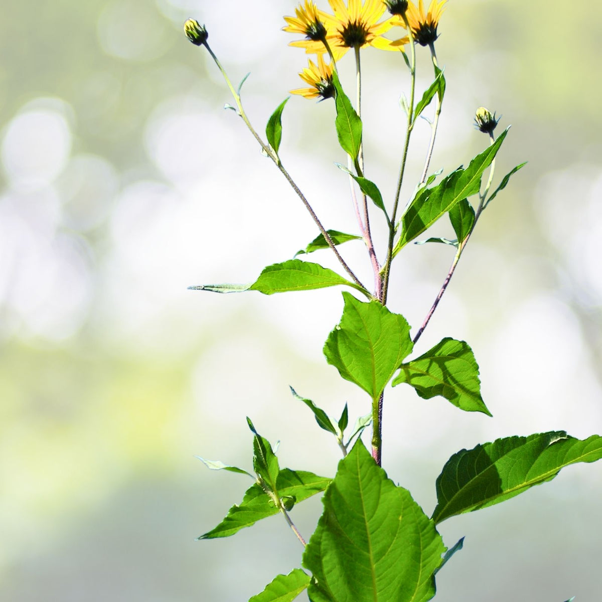 Red Organic Jerusalem Artichoke Tubers - 6 Small/Medium - Helianthus tuberosus for Planting