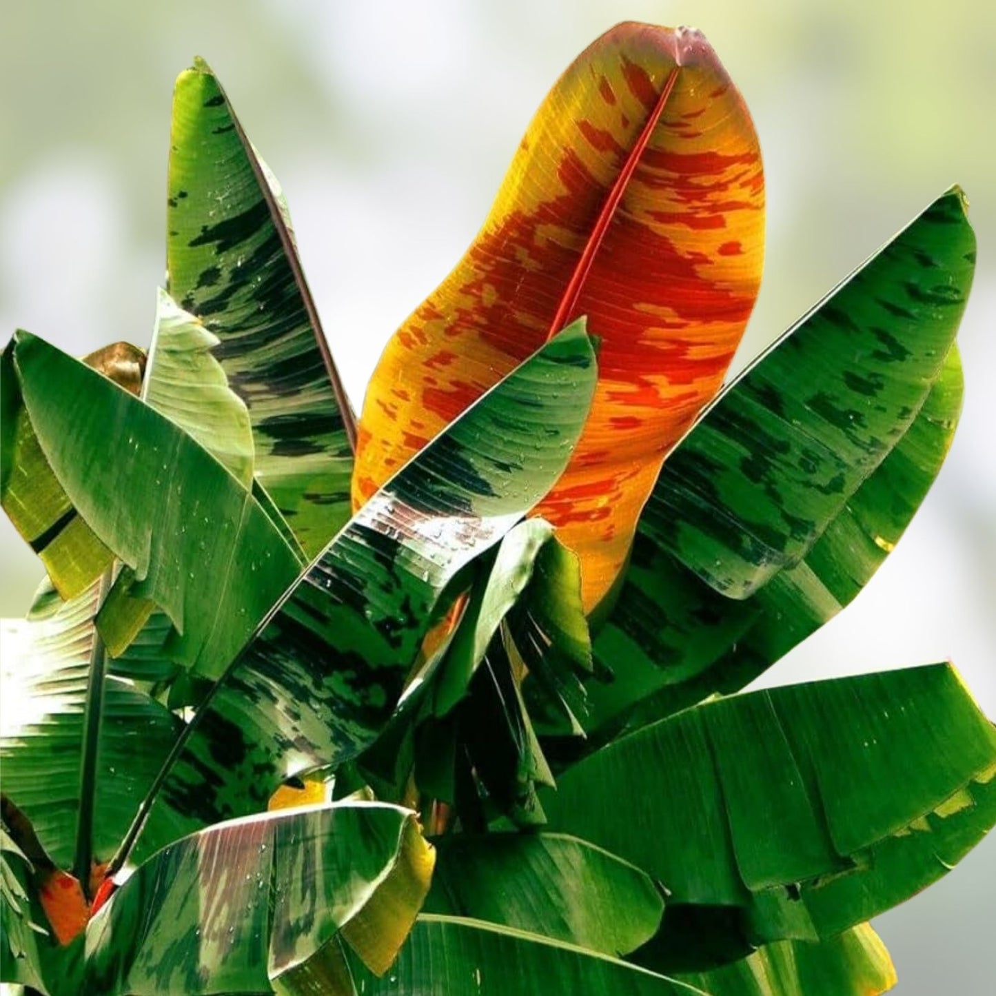Darjeeling Banana Tree Seeds - 5 Seeds - Musa sikkimensis - Tropical Fruit Planting Seeds for Garden and Landscape