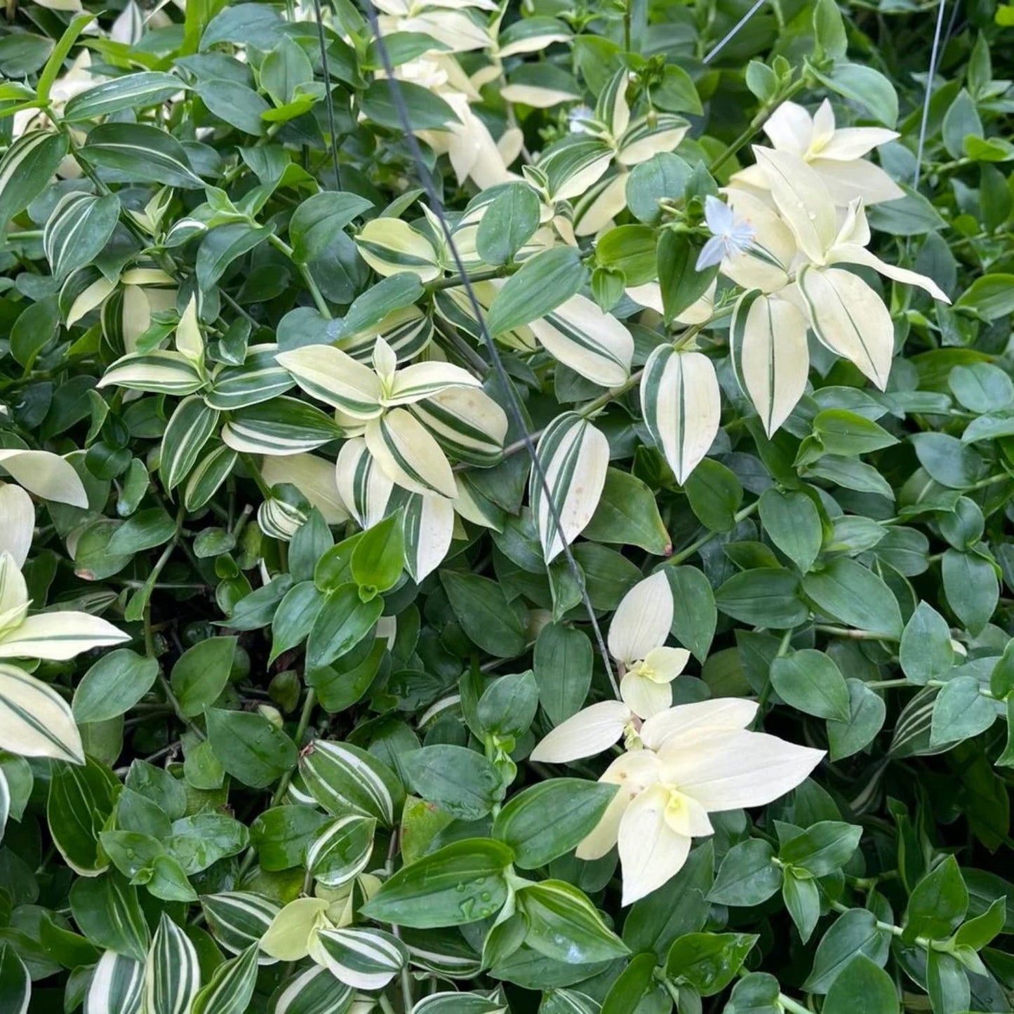 Rooted Green Wandering Jew Plant - Indoor Houseplant, Easy Care, Tradescantia Fluminensis, Green Foliage, Decorative Plant