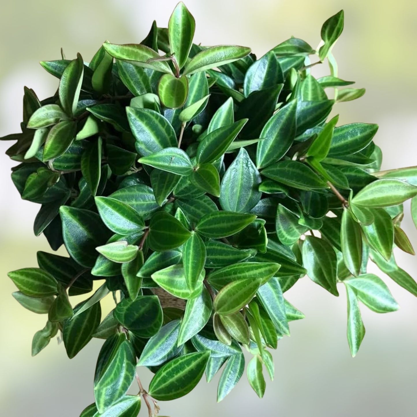 Variegated Peperomia Angulata Funky Frog 4-6" Live Houseplant - Pet Friendly Indoor Plant